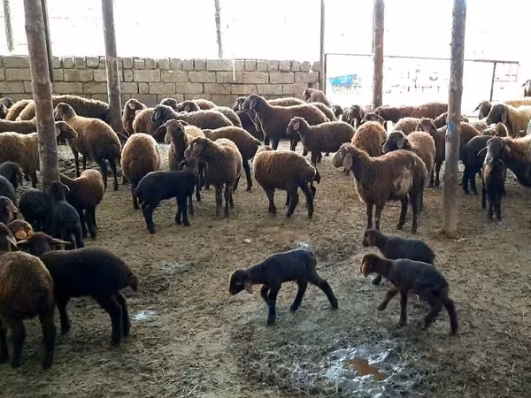 Qoç, Qoyunlar — Azərbaycan