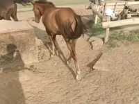 घोड़ी, घोड़े — फ़ोटो 1