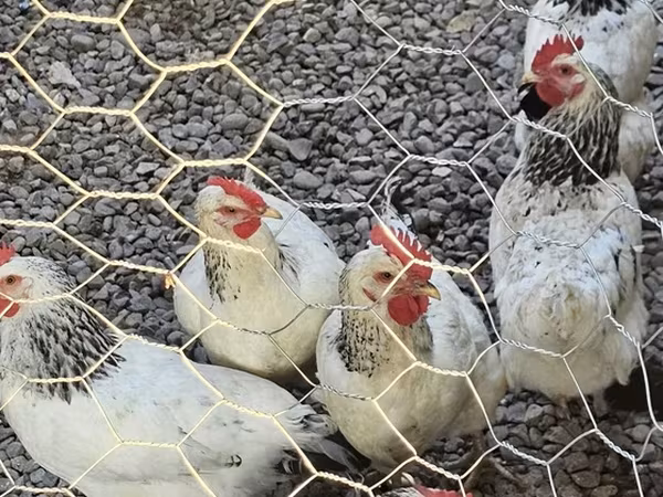 Chickens — Azerbaijan