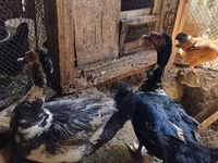 Ducks — photo 2