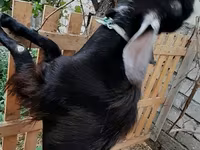 Billy Goat, Goats — photo 2