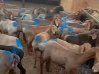 Qoç, Rhon sheep — foto 2
