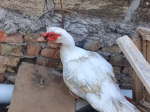 Domestic Muscovy — Azerbaijan