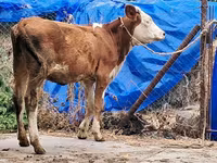 İnək, Simmental cattle — foto 7