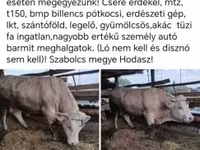 Skot (série, pohlaví neuvedeno), Skot — foto 1