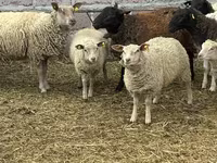 Qoç, Dorper sheep — foto 8