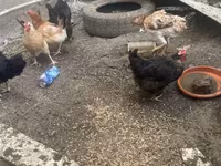 Chickens — photo 1