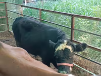 Toro, Hereford — foto 3
