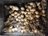 Quails — الصورة 3