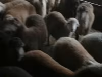 Ovejas (lote, sexo no especificado), Ovejas — foto 3
