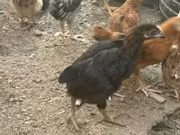 Chickens — photo 1