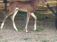 At, Akhal-Teke — foto 2