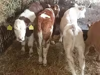 सांड, Simmental cattle — फ़ोटो 2