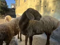 Oveja, Arashan sheep — foto 1