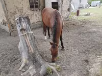 At, Karachay horse — foto 3