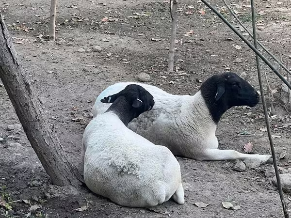 Qoyun, Dorper sheep