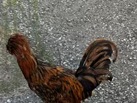 Chickens — الصورة 2