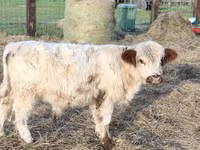 Byk, Krowa gallowajska — zdjęcie 1