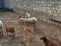 Sheep, Sheep — photo 7
