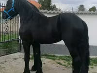 Ат, Фриз породу — сүрөт 3