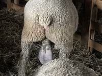 Beran, Ile-de-France sheep — foto 2