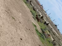 Billy Goat, Goats — photo 8