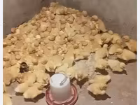 German Pekin — photo 3