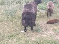 Ram, Karakul sheep — photo 2