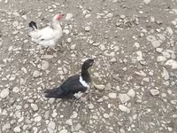 Ducks — zdjęcie 3