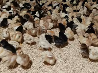 Chickens — photo 5