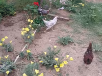 Chickens — photo 8