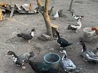 Ducks — zdjęcie 2