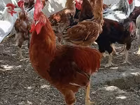 Chickens — फ़ोटो 1