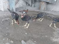 Chickens — photo 1