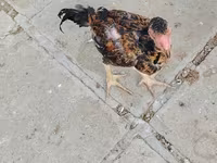 Chickens — photo 8