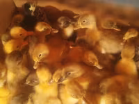 Geese — foto 2