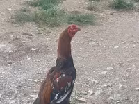 Chickens — photo 1