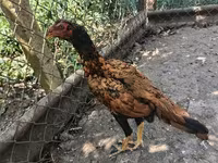 Chickens — photo 4