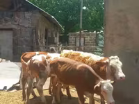 Bull, Simmental cattle — photo 3