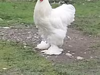 Chickens — foto 1
