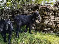 Billy Goat, Damask goat — photo 4