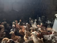 Chickens — foto 2