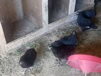 Australorp — photo 1