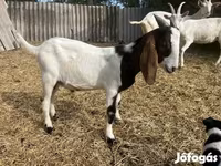 Ziegenbock, Saanen goat — Foto 7