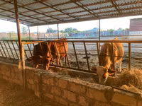 İnək, Simmental cattle — foto 1