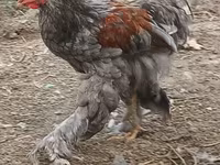 براهما — الصورة 2