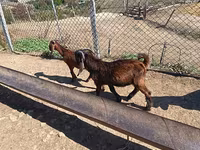 Billy Goat, Goats — photo 5