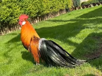 Chickens — الصورة 3