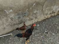 Chickens — 照片 2