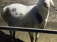 Qoç, Afghan Arabi sheep — foto 1